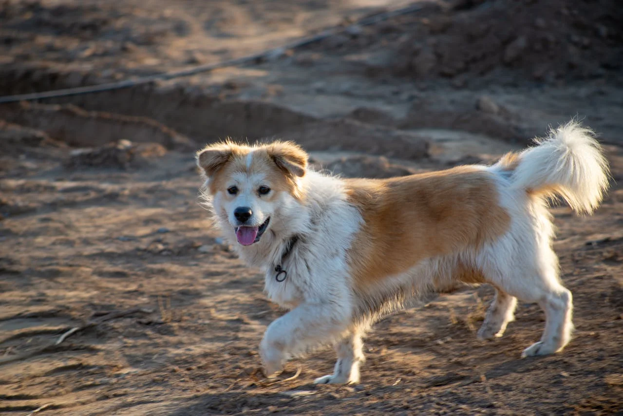 GPS Trackers for Pets